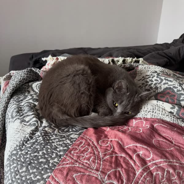 Jackson, the cat who builds Anketta with Evgenii